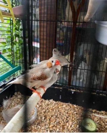 Image 2 of Zebra Finches young hatched this year from £12 each