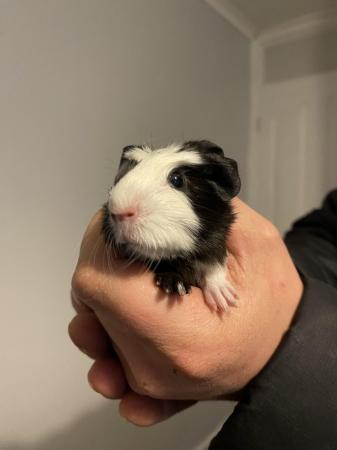 Image 4 of 8 week old male guinea pigs