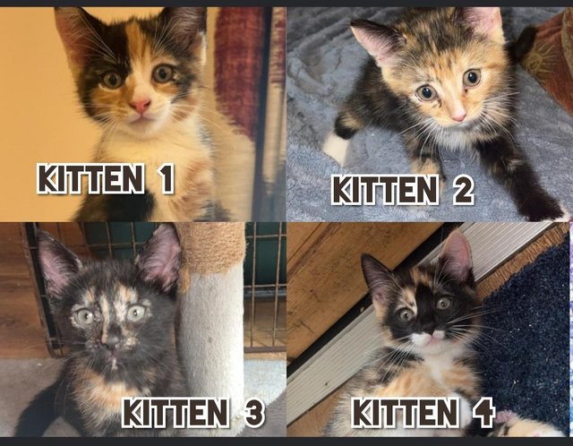 Preview of the first image of Four female tortoiseshell kittens left looking for.