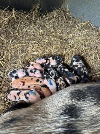 Image 2 of Pure kune kune piglets available