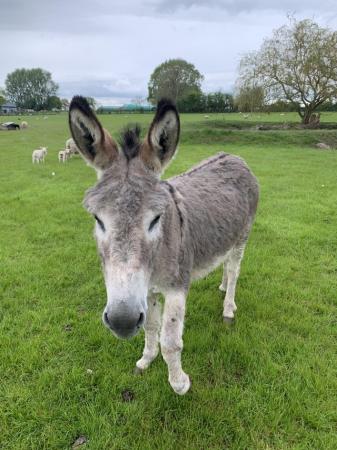 Image 1 of Jenny Donkey looking for pastures new