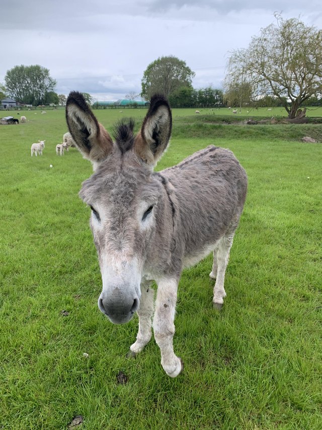 Preview of the first image of Jenny Donkey looking for pastures new.