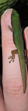 Image 6 of CB23 baby lined day gecko(phelsuma lineata)