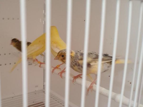 Image 5 of 2 pairs of canaries for sale
