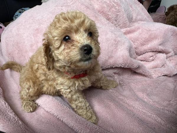 Image 14 of Stunning Red Maltipoo Puppies - ready today!