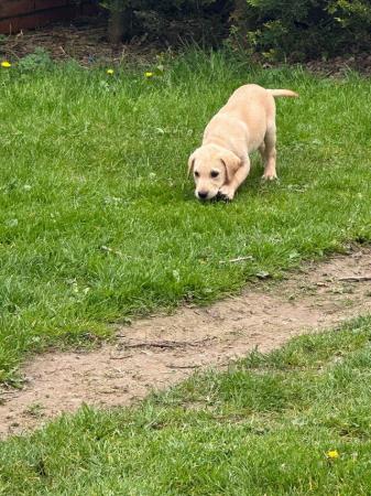 Image 9 of KC Registered Labrador puppies
