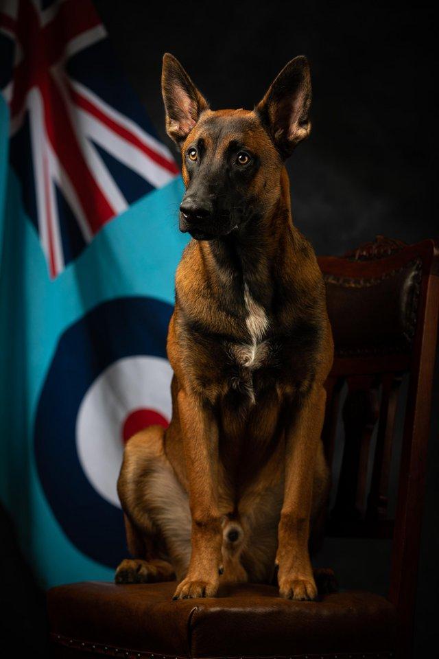 Preview of the first image of Belgian Shepherd (Malinois).