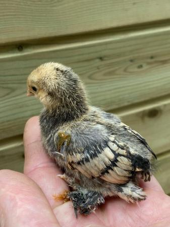 Image 2 of 4 week old Sablepoot chicks for sale