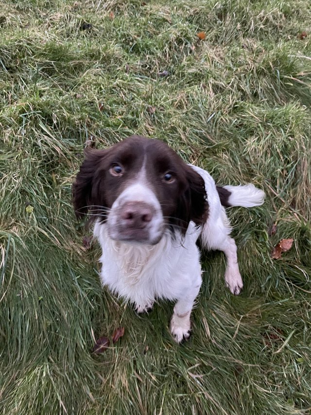 Preview of the first image of Wanted Springer Spaniel to Rehome.