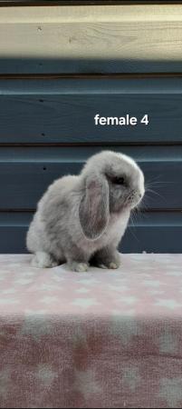 Image 4 of Gorgeous mini lop rabbits ready to leave
