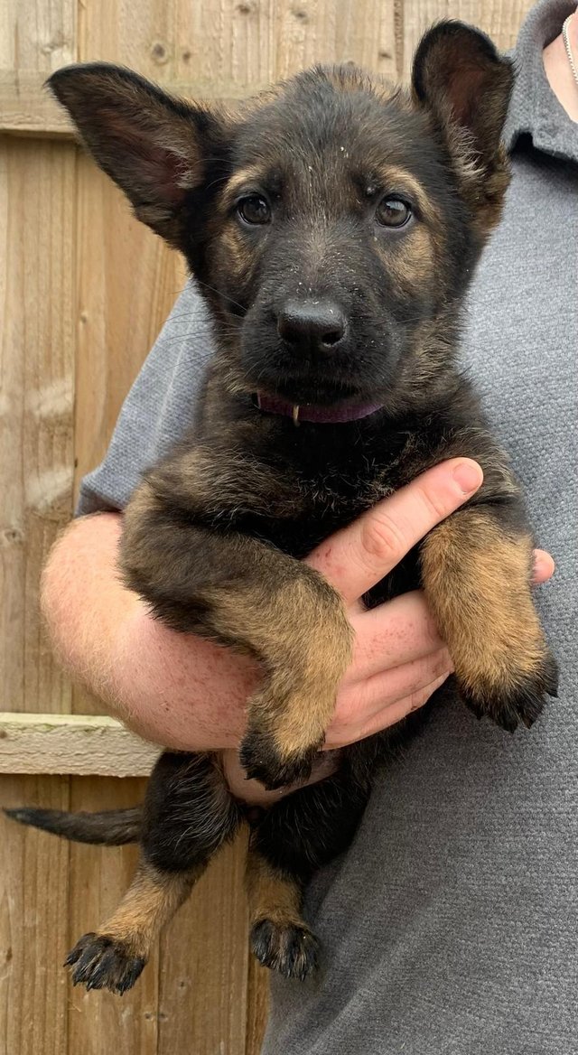 Preview of the first image of German Shepard puppies looking for there forever homes.
