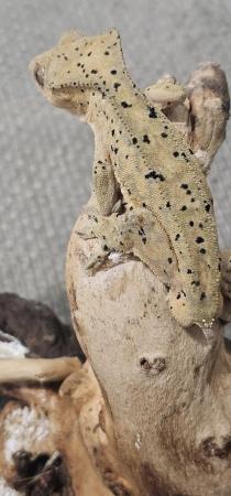 Image 3 of Male Super dalmation crested gecko