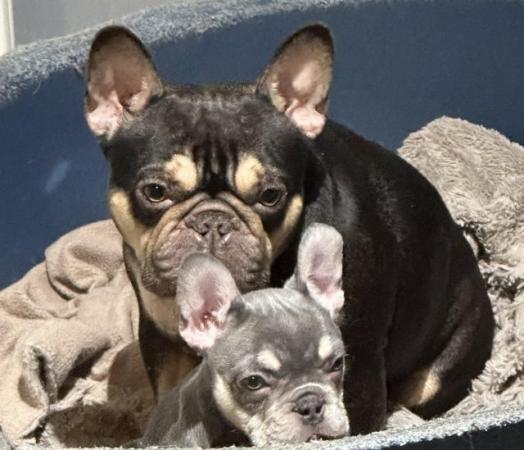 Image 2 of Beautiful KC Registered French Bulldog Puppy SOLD