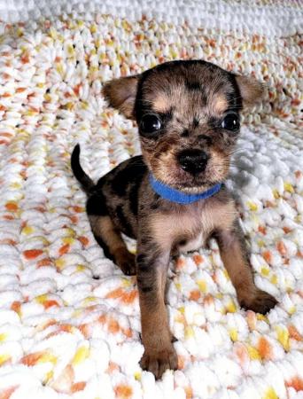 Image 4 of Chihuahua Puppies for sale