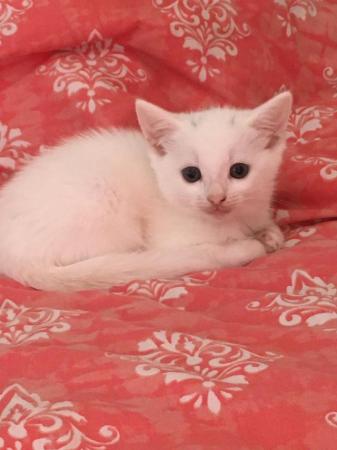 Image 1 of Bengal Cross Tabby Kittens