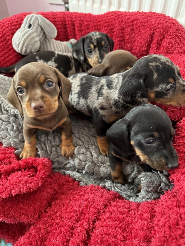 Preview of the first image of Stunning miniature dachshunds.