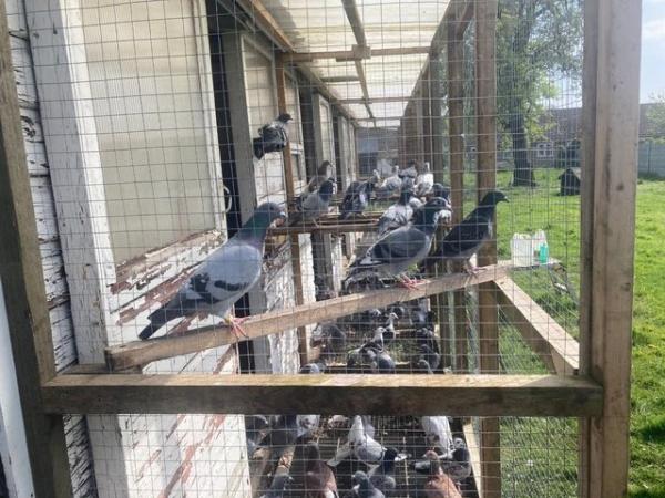 Image 3 of Racing Pigeons for sale no offers