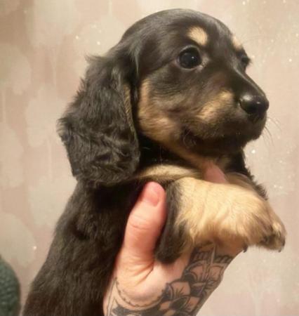 STUNNING BLACK AND CREAM KC REG MINI DACHSHUNDS LONGCOAT for sale in Leicester, Leicestershire