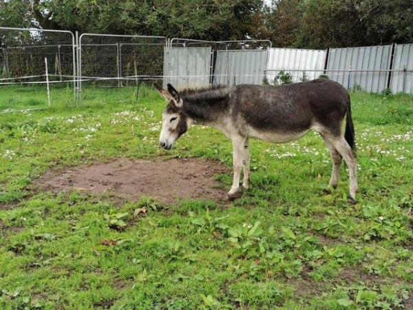 Image 2 of REDUCED Tara the Donkey is looking for a new friend