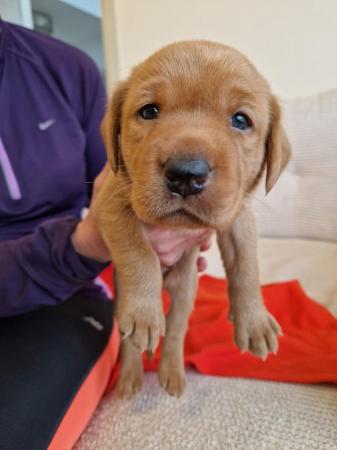 Image 12 of KC registered Fox Red Labrador puppies