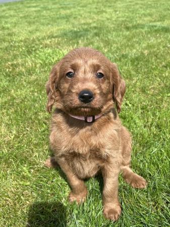 Image 6 of Adorable red labradoodle puppies