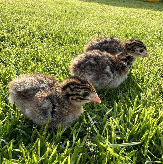 Preview of the first image of Day old Guinea fowl keets.