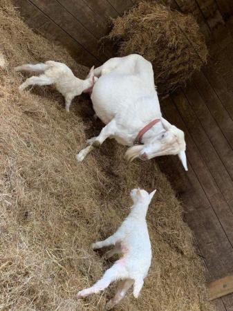 Image 2 of Beautiful Dairy goats available