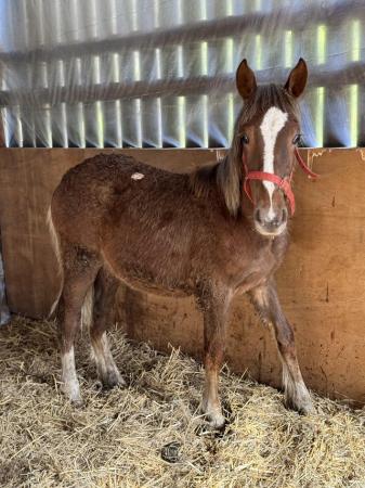Image 1 of Outstanding Welsh section D Yearling Colt