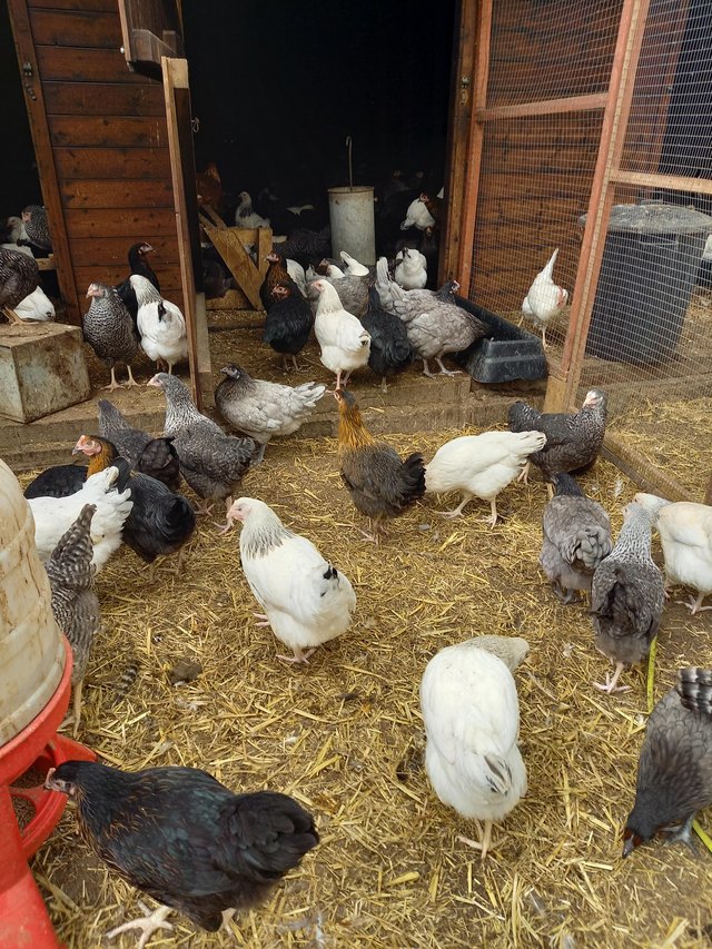 Preview of the first image of Coloured hybrids pullets 16to18 weeks.