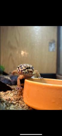 Image 4 of female leopard gecko with whole set up
