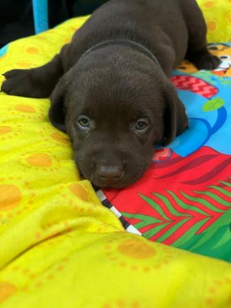Image 6 of KC registered Health Tested Chocolate Labradors Puppies