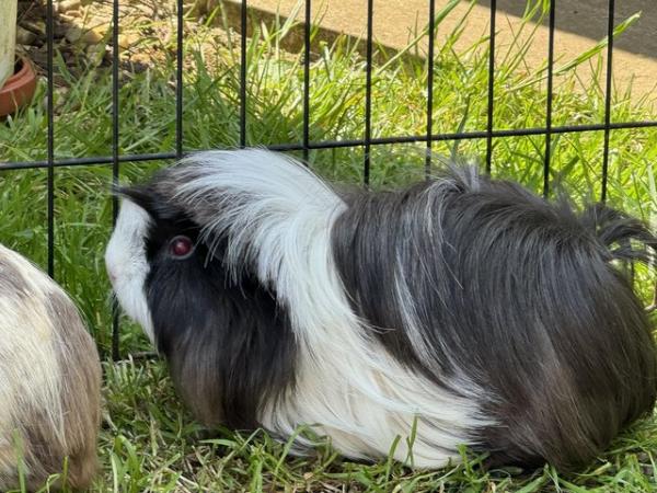 Image 5 of 1 year old female guinea pig, long hair