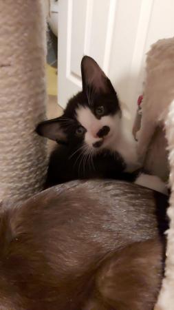 Stunning Oriental Kittens BLACK AND WHITE 3 BOYS for sale in Biggleswade, Bedfordshire - Image 27