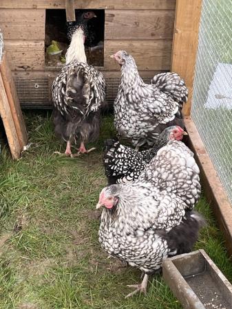 Image 2 of Trio of silverlaced Orpington LF