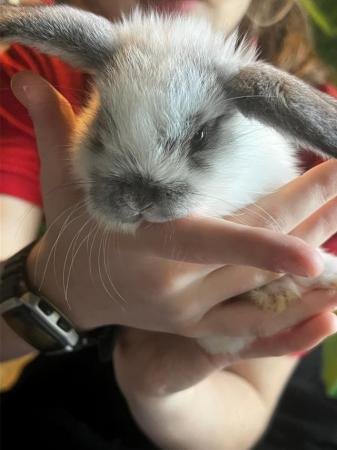 Image 6 of We have 6 baby rabbits for sale  ready in about 2 weeks £40