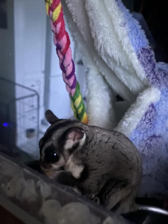 Image 1 of 3 Male Sugar Gliders Father and 2 sons