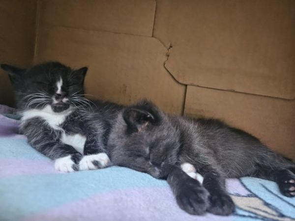 Image 6 of Female Kittens Looking For Loving Homes
