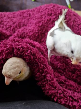 Image 4 of Conure and cockatiel rehome asap