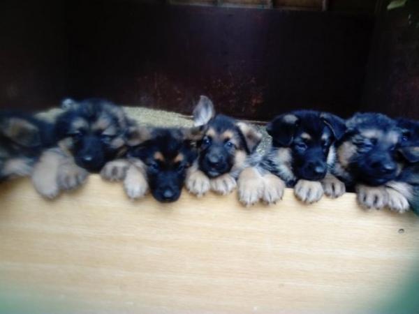 Image 14 of German Shepherd puppies