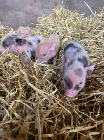 Image 2 of 3 weeks old Micropig piglets