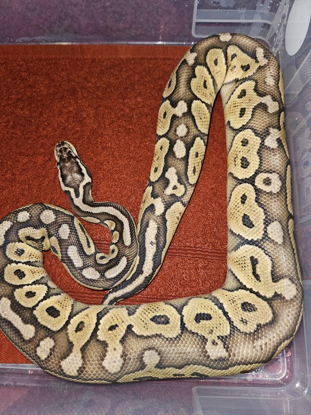 Preview of the first image of Pastave Special Royal Python snake.