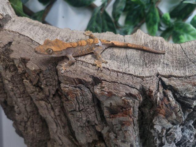 Preview of the first image of Exquisite Crested Gecko Ready for a Loving Owner.