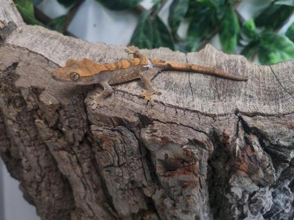 Image 1 of Exquisite Crested Gecko Ready for a Loving Owner