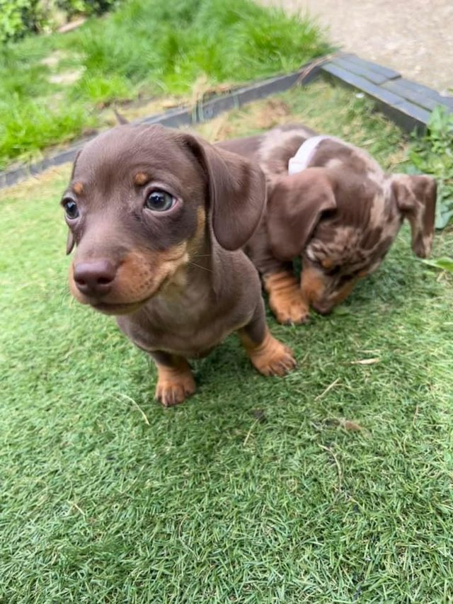 Preview of the first image of Minature dachshund puppy READY NOW.