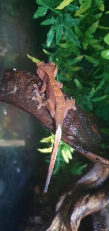 Image 2 of Crested geckos for sale, a variety of ages and colours