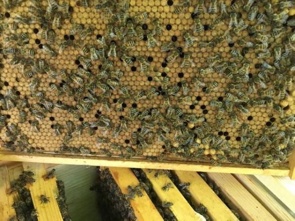 Image 2 of 14 x 12 Bee Nuc from a VSH II Buckfast breeder queen.