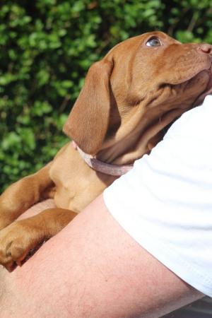 Image 4 of *READY TO LEAVE* KC Registered Hungarian Vizsla Puppies