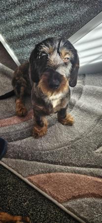Image 1 of Wirehaired dachshund for sale