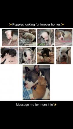 Image 3 of Pocket bully x staff puppies looking for forever homes?