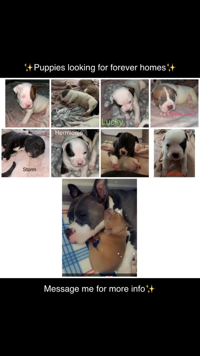 Preview of the first image of Pocket bully x staff puppies looking for forever homes?.